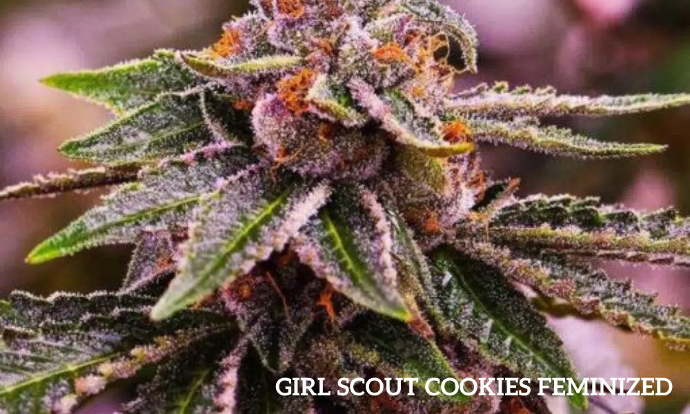 GSC feminized | The Seed Fair GSC feminized