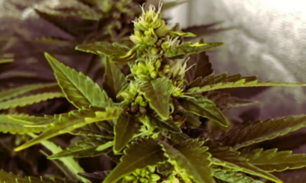 feminisierte Samen auf Cannabis, produziert mit kolloidalem Silber