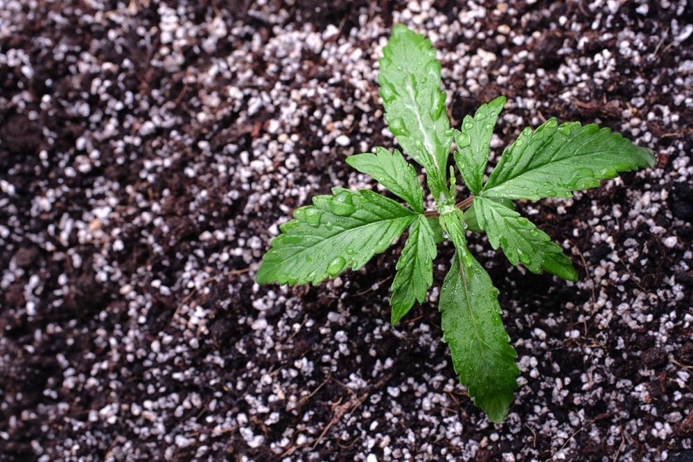 how deep do you start marijuana seeds - young plant growing from soil