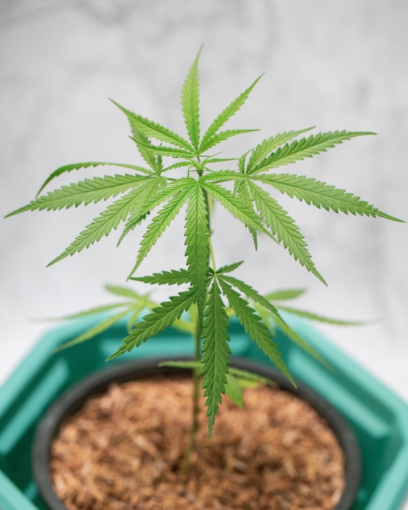 how much is 1 marijuana seed, small plant in hexagonal pot
