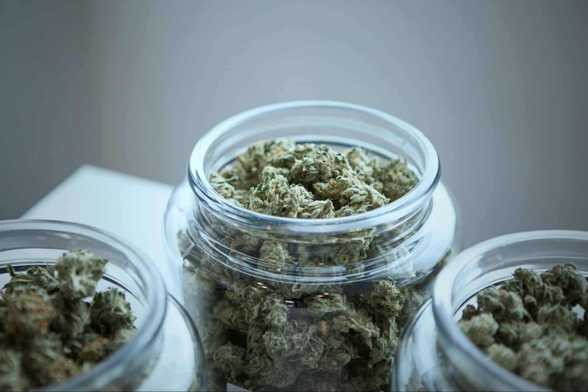 Three jars filled with premium cannabis buds, showcasing a variety of strains available for how to buy marijuana seeds online
