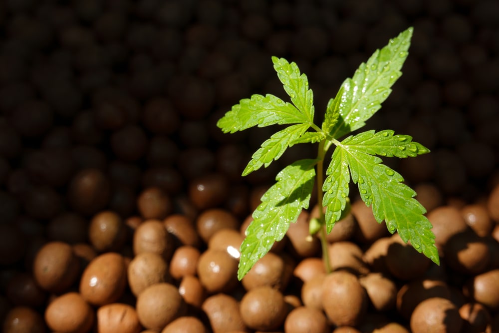 Growing Difficulty Is It Hard To Grow Marijuana Seeds?