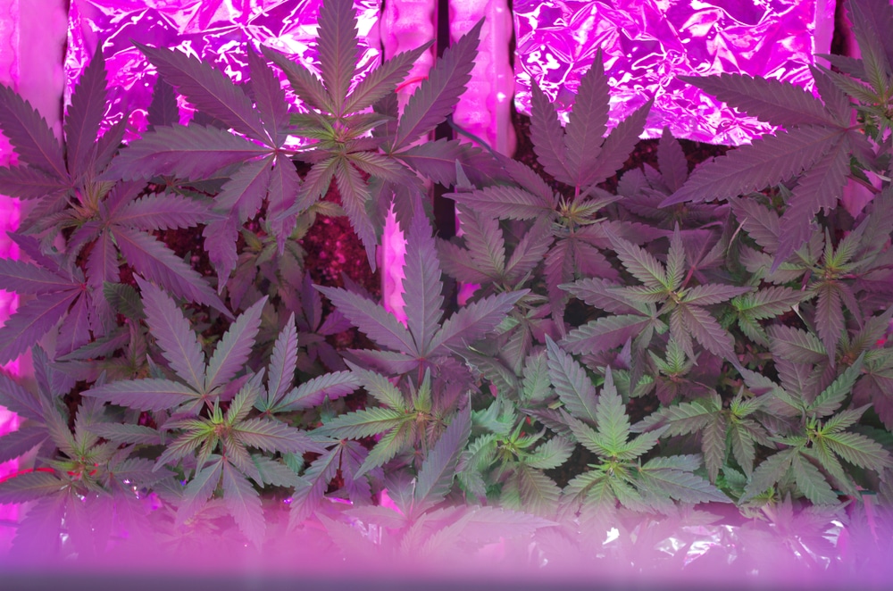 The Meaning of Feminized Seeds The Seed Fair