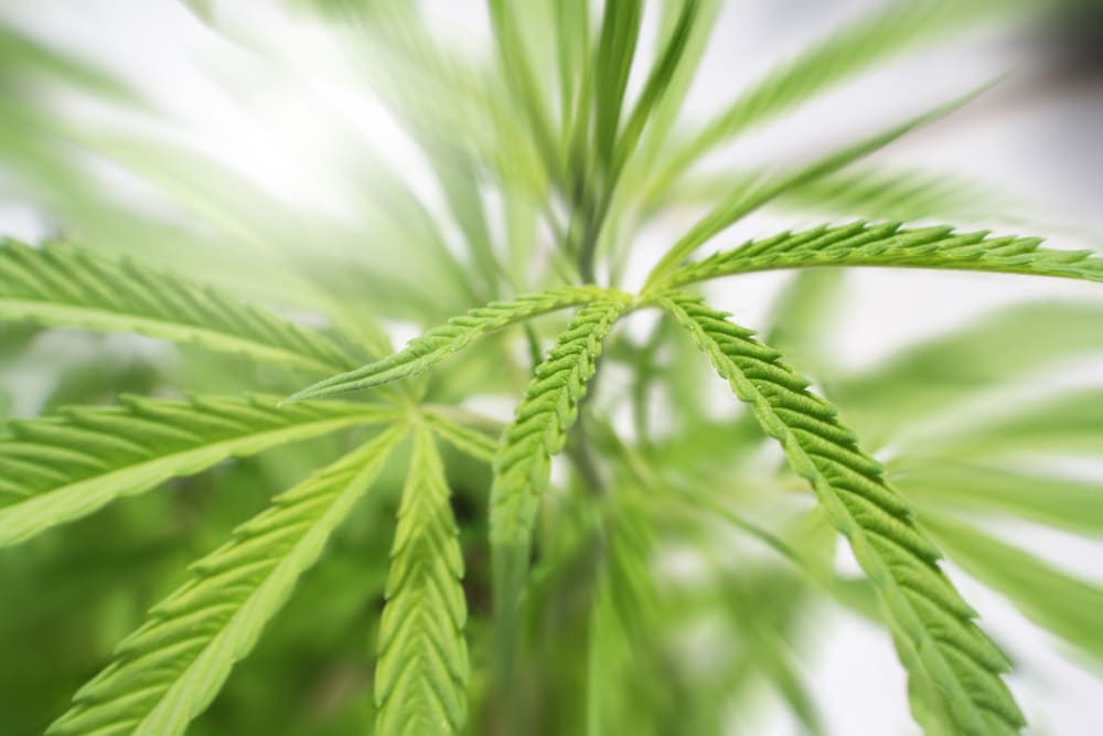 The Meaning of Feminized Seeds The Seed Fair