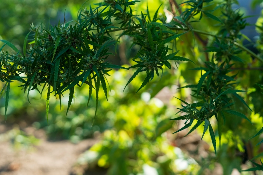 why is it illegal to replant seeds, marijuana plants growing outdoors