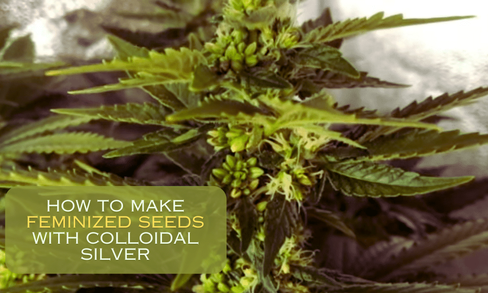 How to Make Feminized Seeds With Colloidal Silver