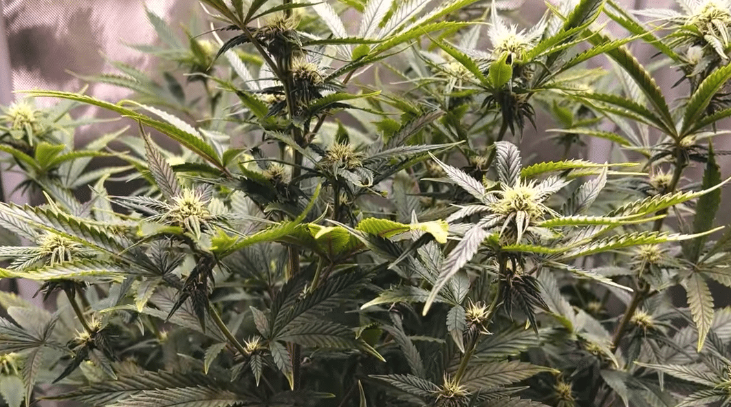 a big autoflower crop