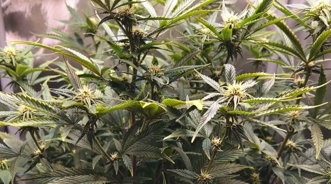 a big autoflower crop