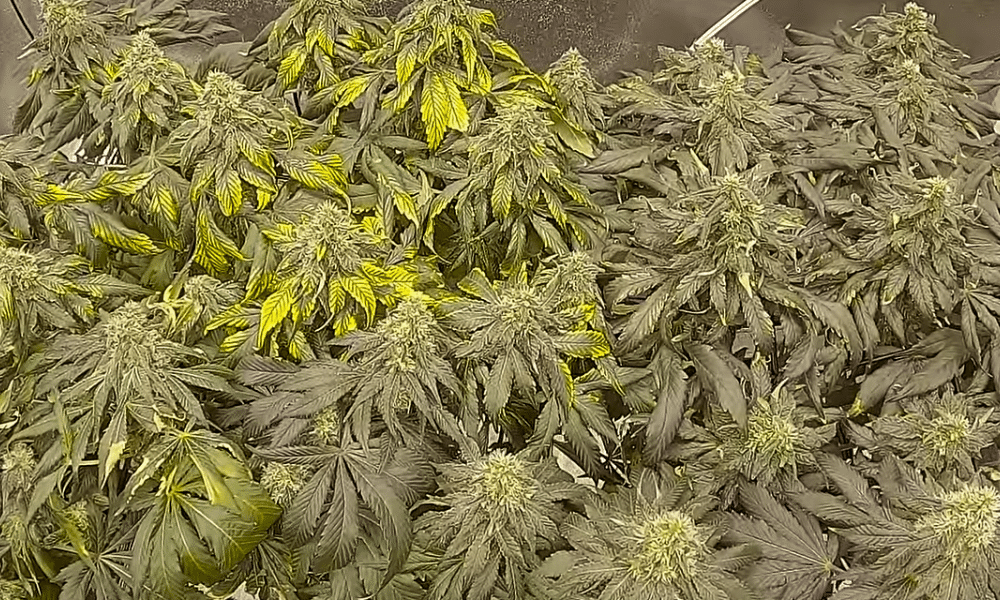 og kush feminized plants in the early flowering