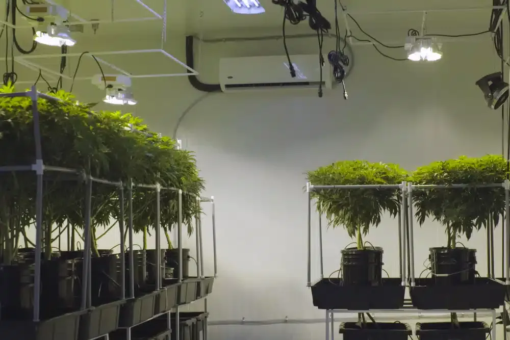 Un clone peut-il être une plante mère - featured image