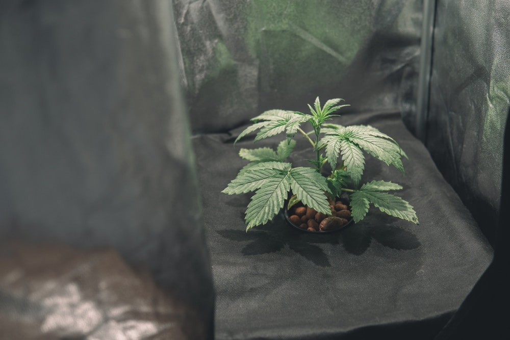 can a female plant turn hermaphtodite - featured image