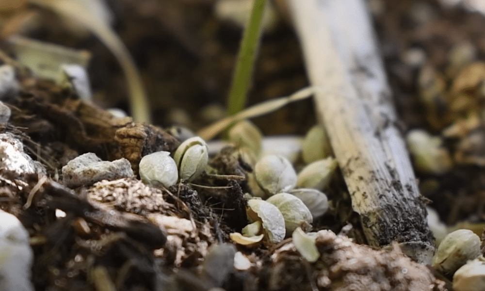 do female plants produce male seeds