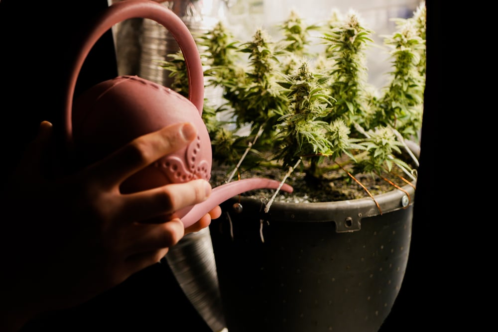 indoor cannabis plants in grow watering for trying if marijuana seeds float or sink in water