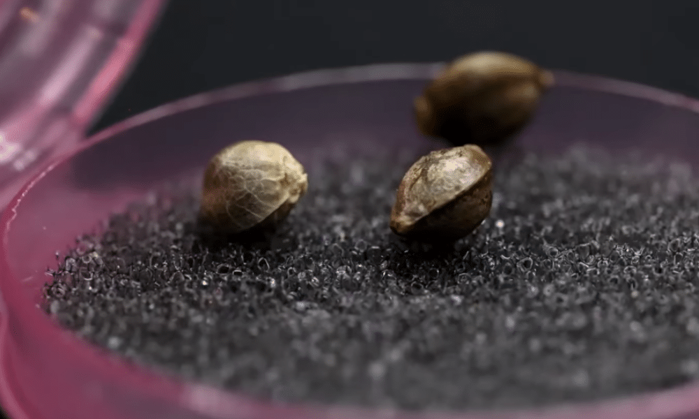 female cannabis plant producing seeds