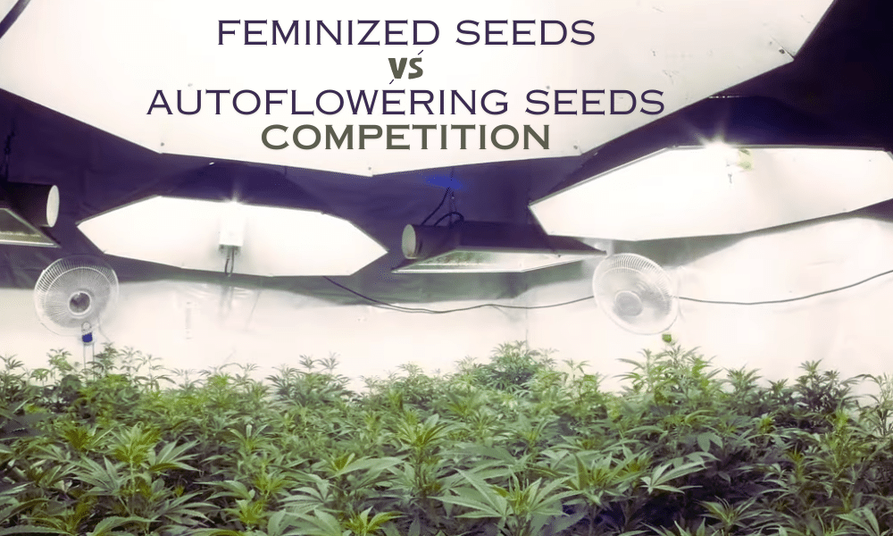 autoflowering vs feminized