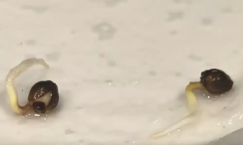 Germinated seeds ready for planting