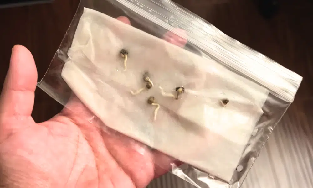 germinating seeds in paper towels