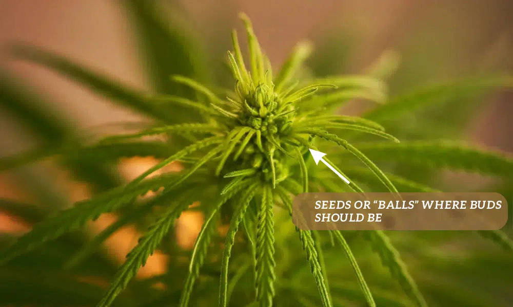 cannabis may turn a hermie as a result of feminization