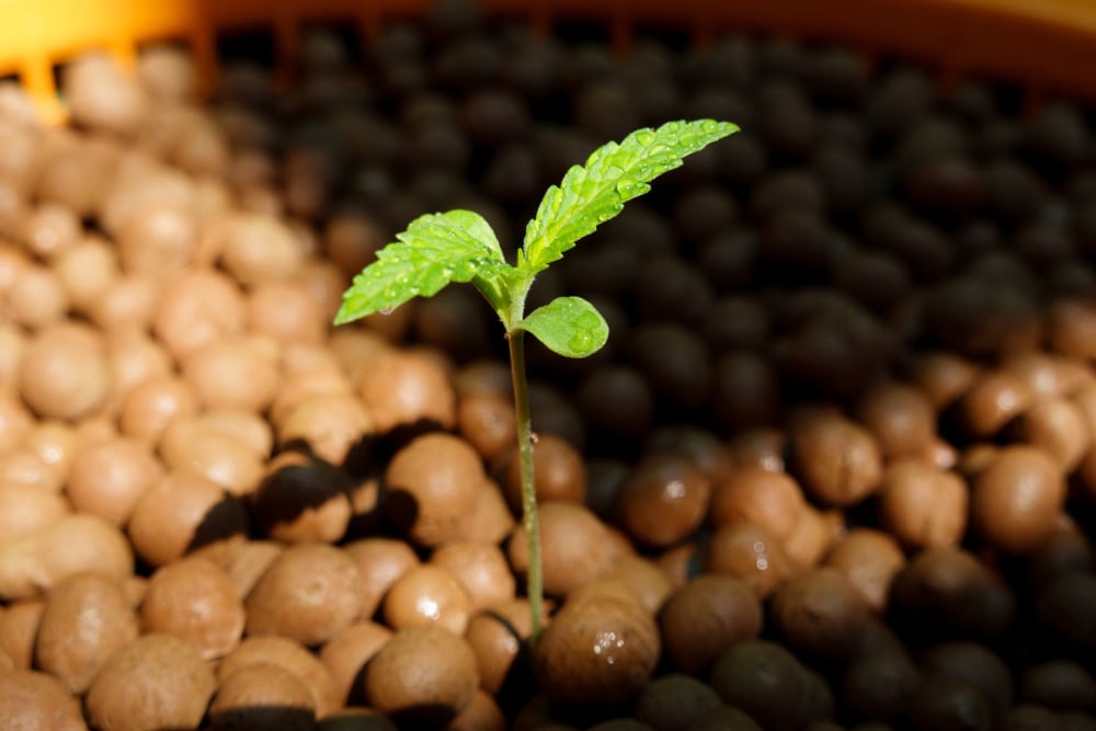 Should you store marijuana seeds in the fridge