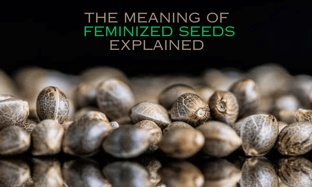 the meaning of feminized seeds