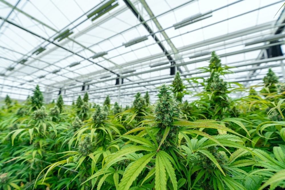 what is the highest yielding marijuana seeds