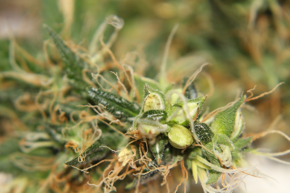 why did my feminized plant have seeds - featured image