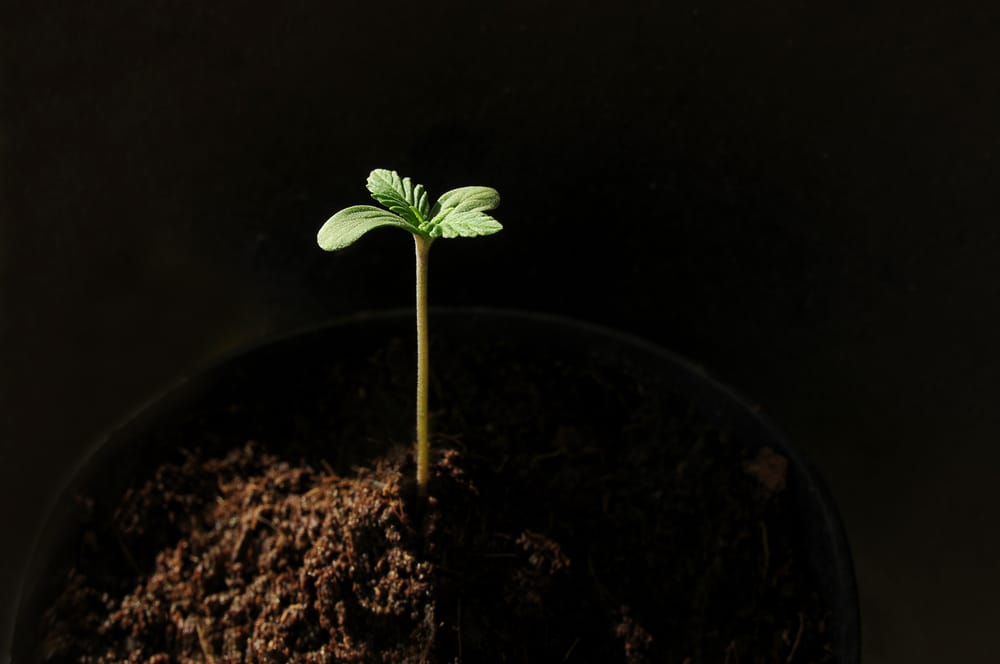 will 20 year old seeds grow - featured image