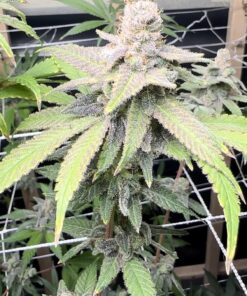 Jealousy Feminized Cannabis Strain