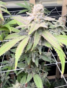 Jealousy Feminized Cannabis Strain