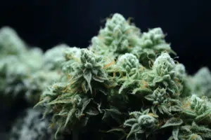 Black Truffle Cannabis Strain