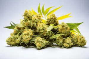 Lemon Pie Strain 