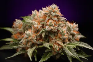 Tropic Thunder Strain Plant | The Seed Fair Tropic Thunder Strain