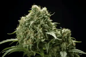 Tropic Thunder Cannabis | The Seed Fair Tropic Thunder Cannabis Strain