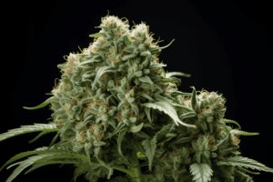 Tropic Thunder Cannabis Strain