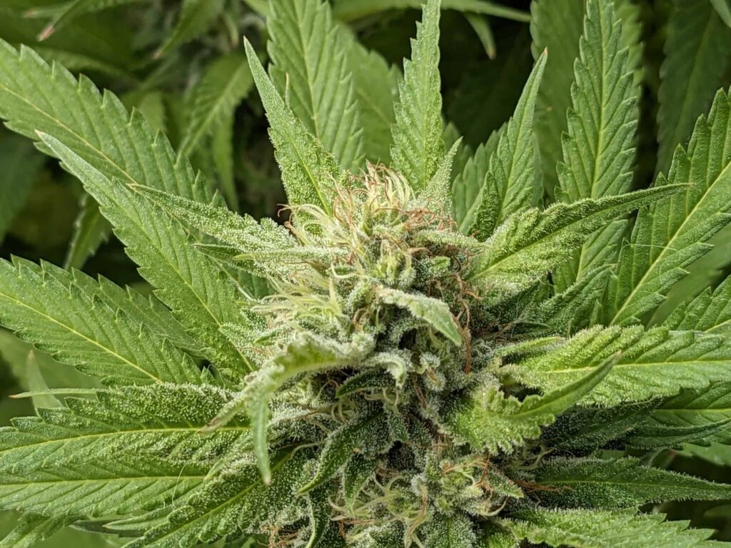 Lemon pie weed strain information the seed fair