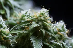 Black Truffle Weed Strain | The Seed Fair Black Truffle Strain