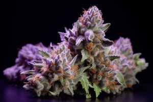 Pluto Cannabis Strain | The Seed Fair Pluto Strain