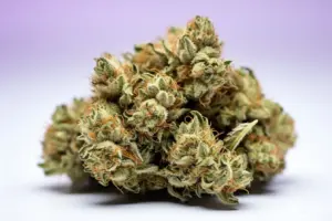 Baklava Cannabis Strain Photo