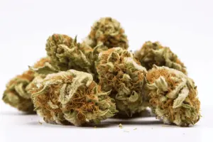 Lemon Tree Strain