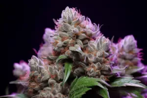 Purple Sunset Weed Strain