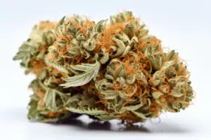 Bubba Fett Weed | The Seed Fair Bubba Fett Weed Strain