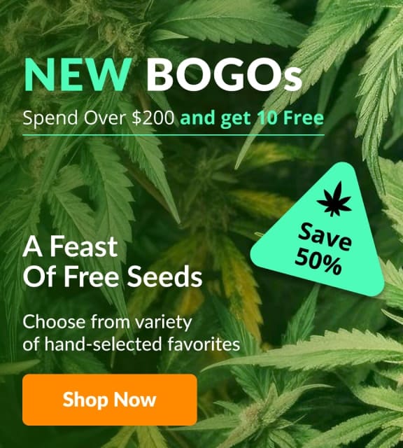 New BOGO seeds