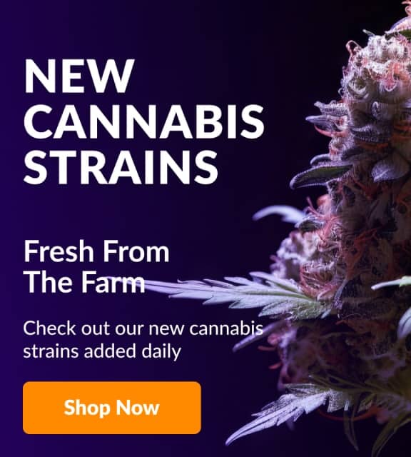 New cannabis seeds