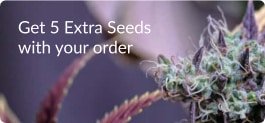 Get 5 extra seeds deal