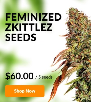 Zkittlez seeds
