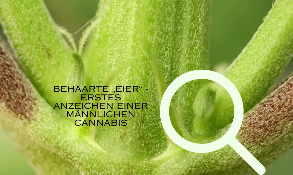 Behaarte „Eier“ - erstes Anzeichen einer männlichen Cannabispflanze | The Seed Fair Behaarte „Eier“ - erstes Anzeichen einer männlichen Cannabispflanze