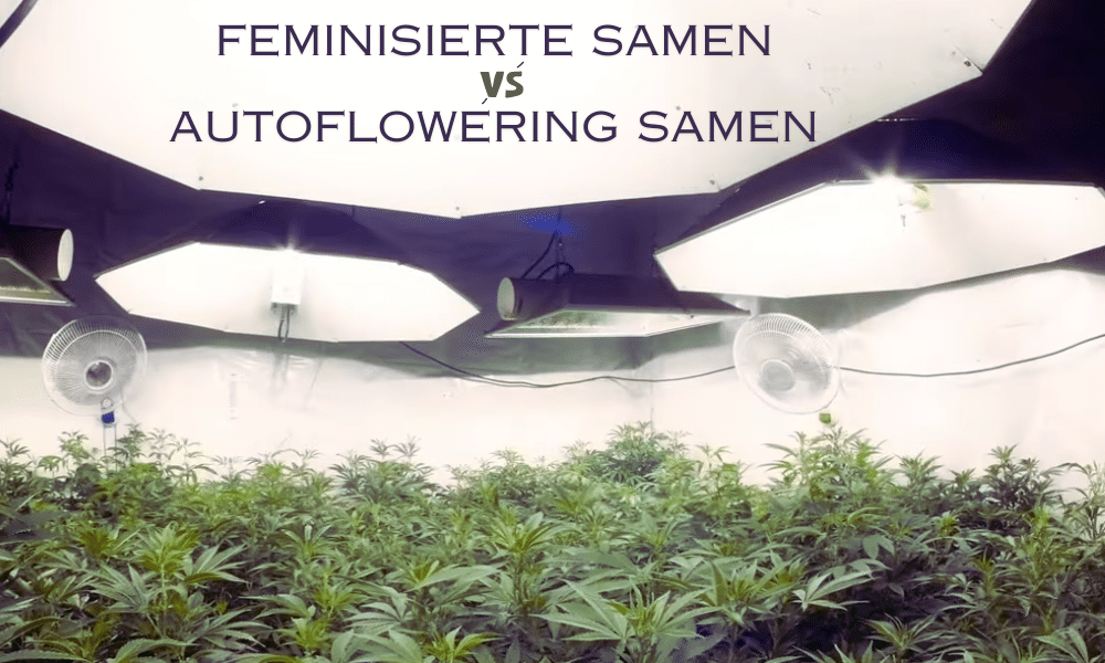 Feminisierte Samen Autoflowering Samen