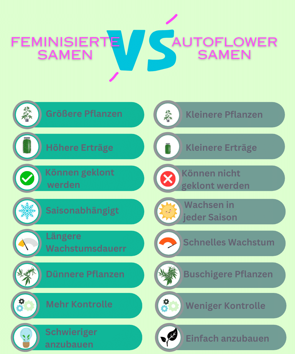 Feminisierte oder autoflower samen infografik