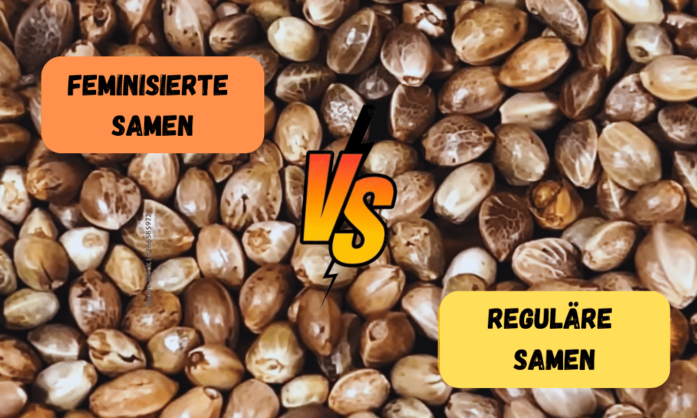 Feminisierte vs Reguläre samen