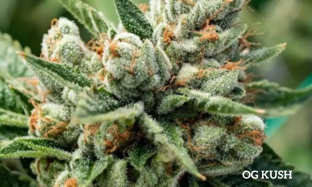 OG Kush | The Seed Fair OG Kush